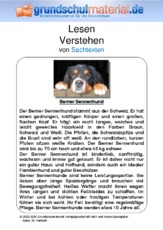 Berner Sennenhund -Sachtext.pdf